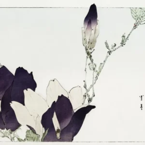 Purple magnolia by Watanabe Seitei — A branch of dark purple magnolia opens against pale ground