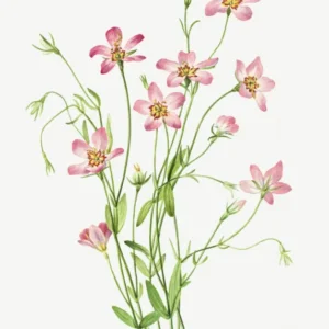 Saltmarsh Rosegentian (Sabbatia stellaris) by Mary Vaux Walcott — Pink star-shaped blooms on slender green stems