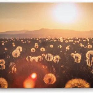 Paul Sinus Wandbild 120x80cm Sommerwiese Pusteblumen Wildblumen Sonnenschein Landschaft