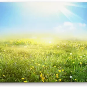 Paul Sinus Wandbild 120x80cm Sommerwiese Wiese Gras Sonnenschein Sommer