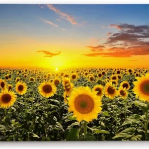 Paul Sinus Wandbild 120x80cm Sonnenblumen Blumenfeld Sonnenblumenfeld Sonne Gelb