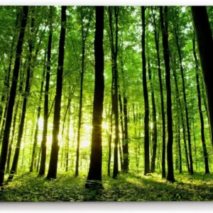 Paul Sinus Wandbild 120x80cm Wald Bäume Sonnenstrahlen Natur Sommer Grün