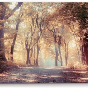 Paul Sinus Wandbild 120x80cm Wald Waldweg Natur Bäume Sonnenstrahlen Herbst