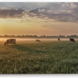 Paul Sinus Wandbild 120x80cm Wiese Kühe Weide Morgentau Sonnenaufgang Feld